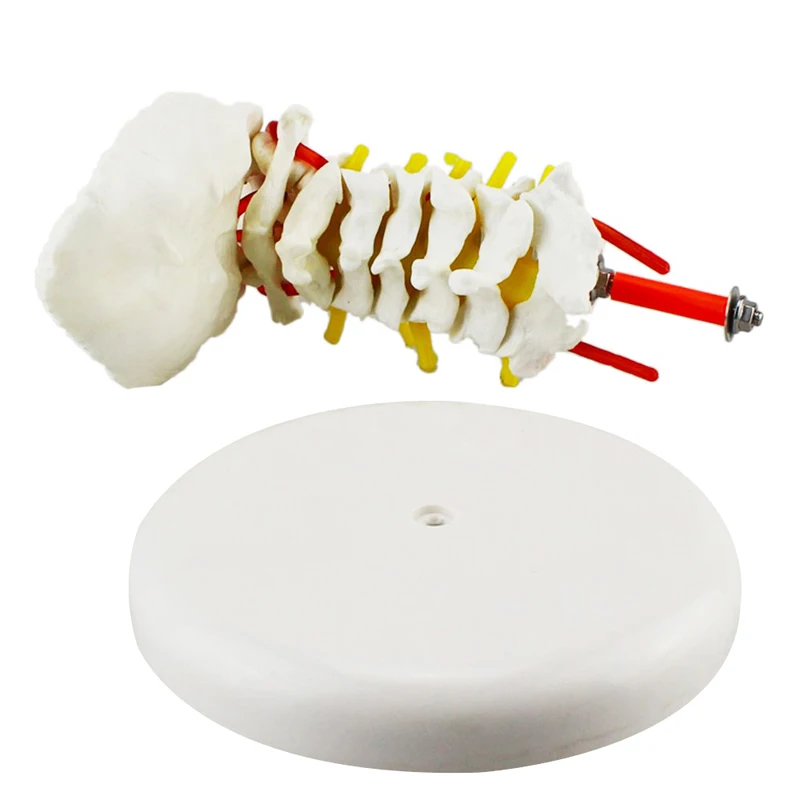 Human Anatomical Model Cervical Vertebra Model Cervical Spine with Neck Artery Occipital Bone Disc and Nerve Model