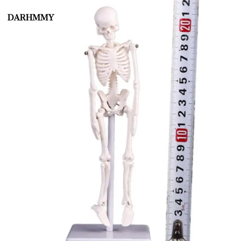 DARHMMY 21 cm Miniature Human Skeleton Model Whole Body Skeletal Simulation Medical Model