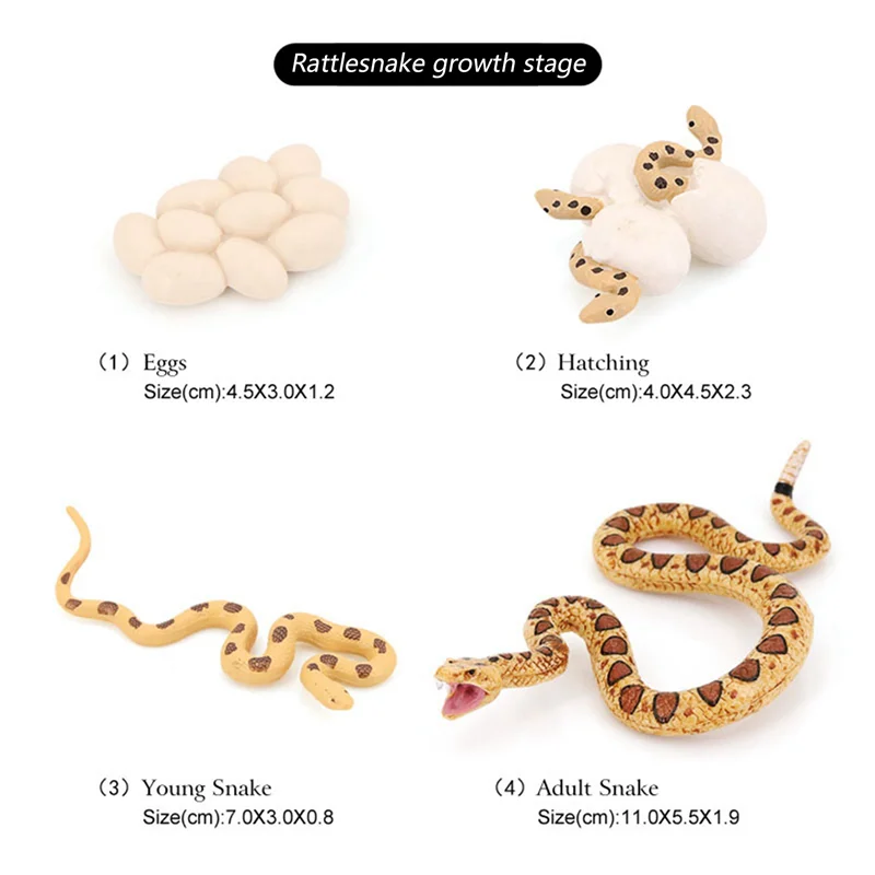 2X สมจริงสัตว์ Life Growth CYCLE แบบจําลองทางชีวภาพงู Growth CYCLE Biological รุ่น Rattlesnake Growth CYCLE