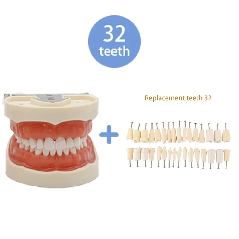 28/32 Teeth Model Dental Teaching Model Soft Gum Typodont Teeth Model Dentist Technician Practice Training Demonstration Model image 3