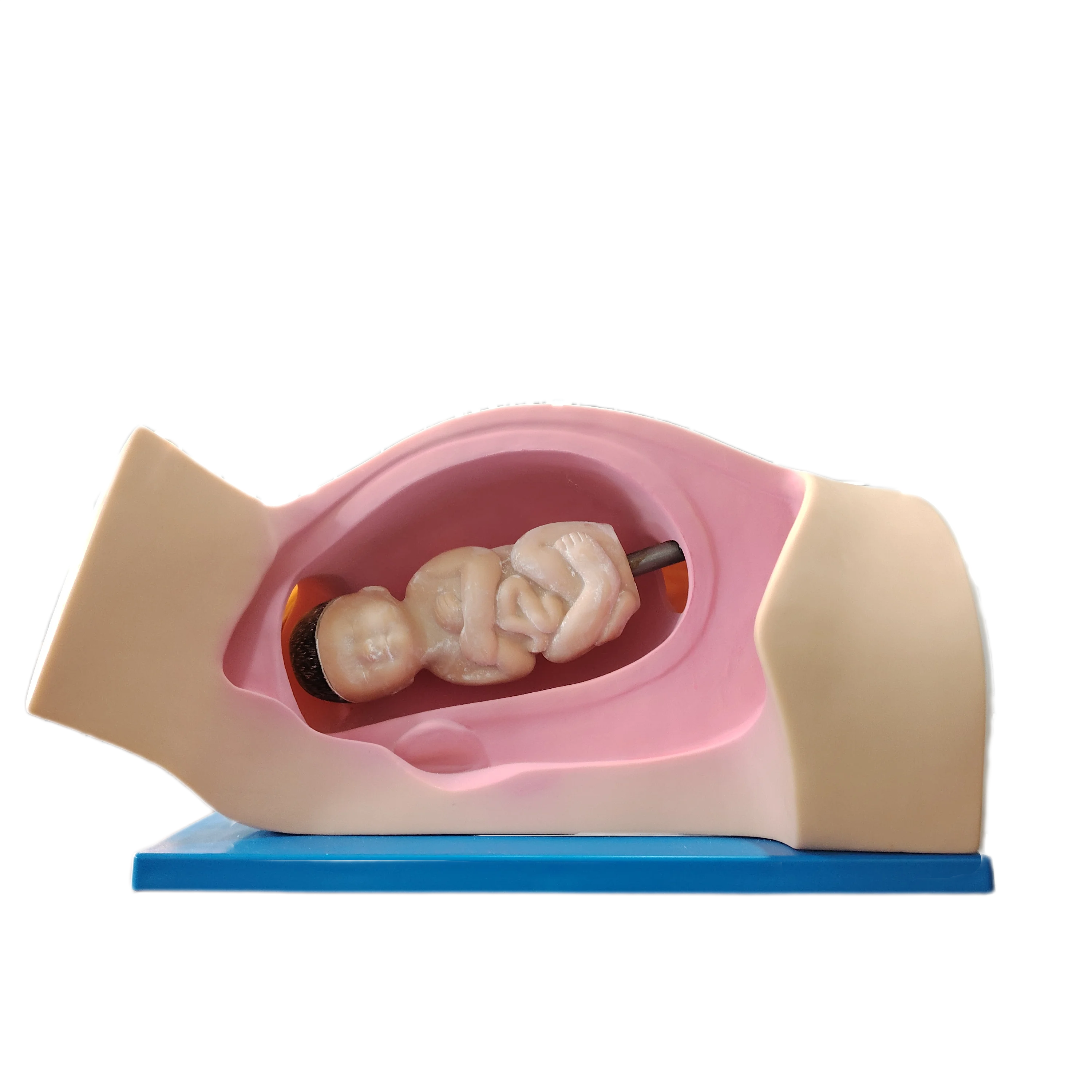 Medical Science Model Obstetric Delivery Skills Teaching Model Leopold Birthing Training Simulator