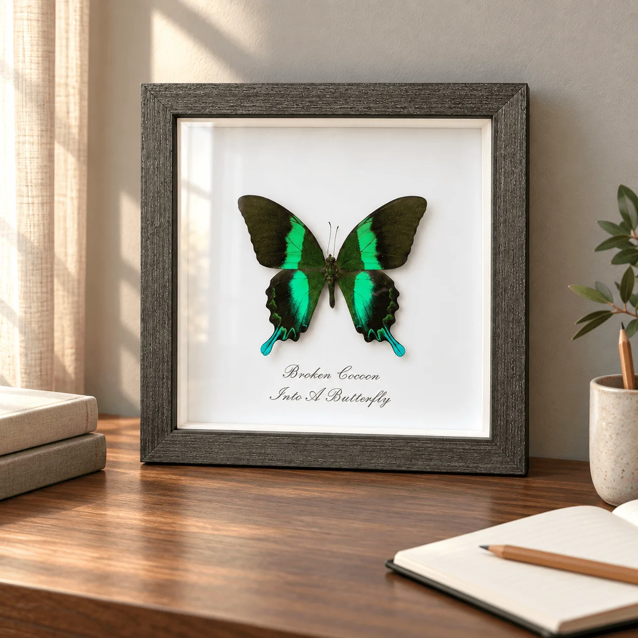 Aphrodite Swallowtail Butterfly Framed Display, Solid Wood Shadow Box Home Decor, Desktop Wall Ornament, Romantic Birthday Gift