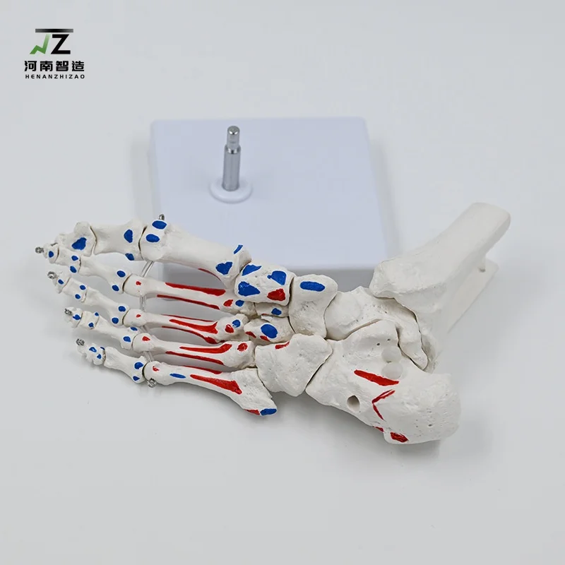 

1:1 стартовая и концевая точка мышц, модель кости стопы, сустав стопы, лодыжный сустав, обучающая модель человека