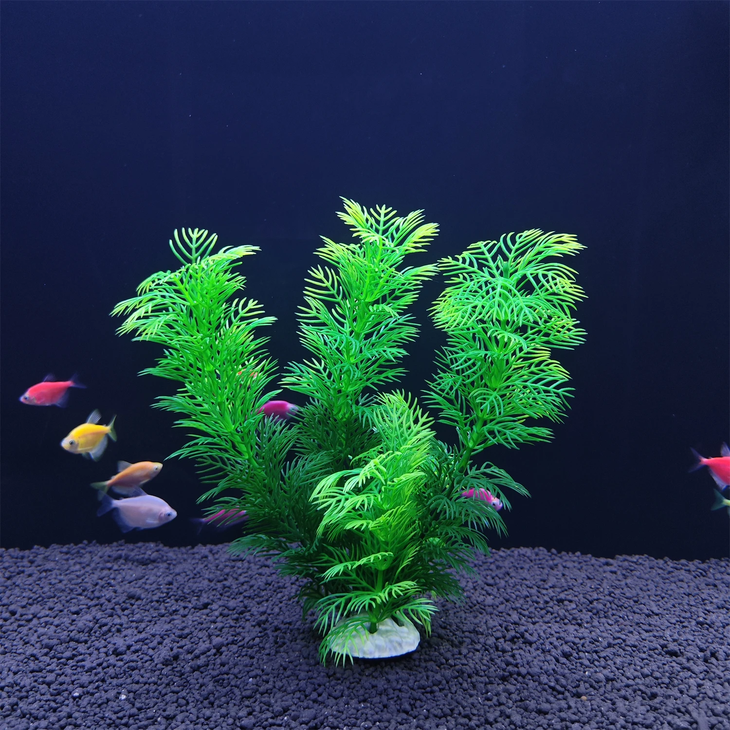 พิพิธภัณฑ์สัตว์น้ําจําลองพืชปร - Aquarium Planted Fish บทวิจารณ์และราคา
