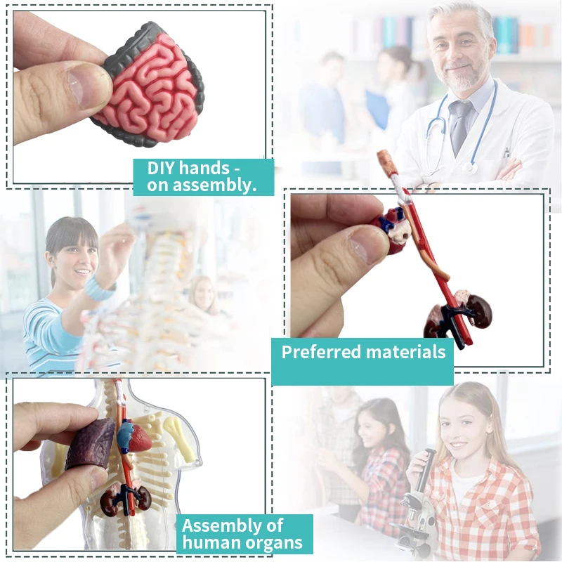Scheletro umano Modello di organo Giocattoli Scienza cognitiva Educazione Puzzle biologico Costruzione di scheletro Modello umano Giocattoli per bambini