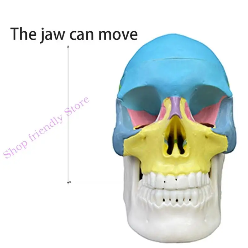 594a Skull Model Anatomical Detached Anatomy Disectembled Skull Model Model Model Learning Tool