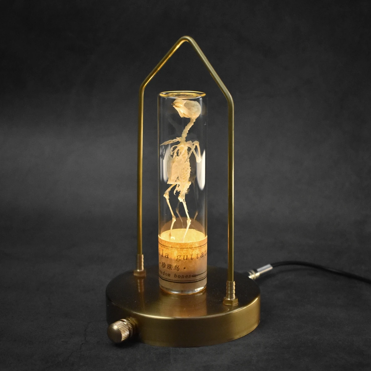 2258 Handmade Resin Sparrow Skeleton Specimen Night Light Mini House Test Tube Design Adjustable Brightness Desk Decor Science