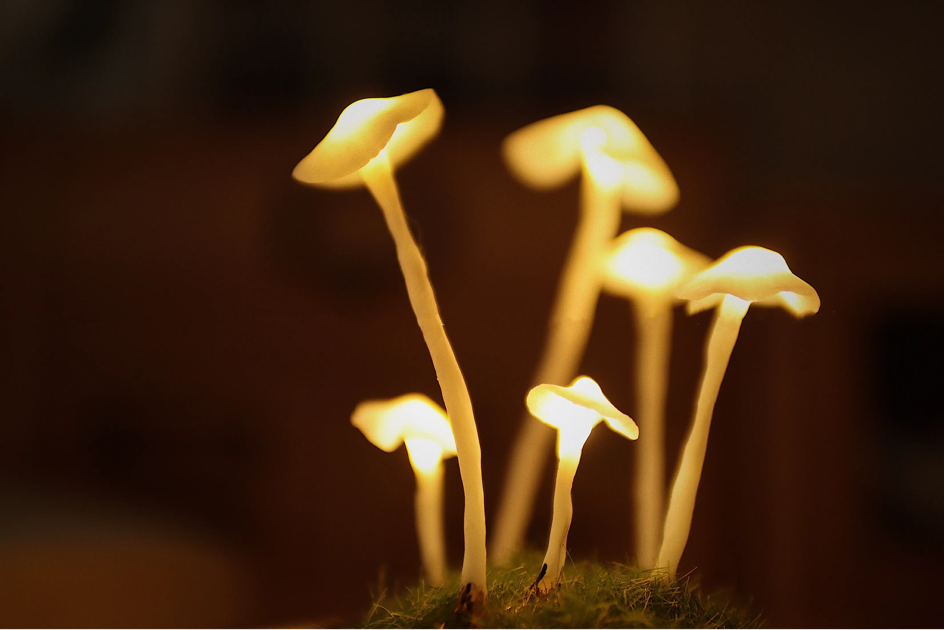 Led Room Decor Night Lights DIY lamp Tulip Flowers Mushroom Agaric Bedroom New Year Christmas Material nightlight Gift for Kids