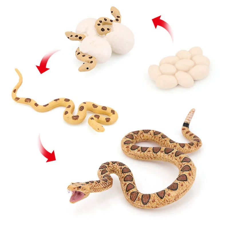 2X สมจริงสัตว์ Life Growth CYCLE แบบจําลองทางชีวภาพงู Growth CYCLE Biological รุ่น Rattlesnake Growth CYCLE