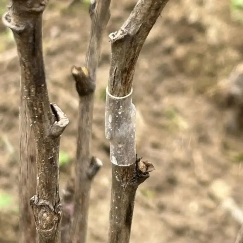 

50 Fruit Tree Grafting Sleeves, Fruit Tree Flower Grafting Sleeves, Specialized Sleeves for Grafting