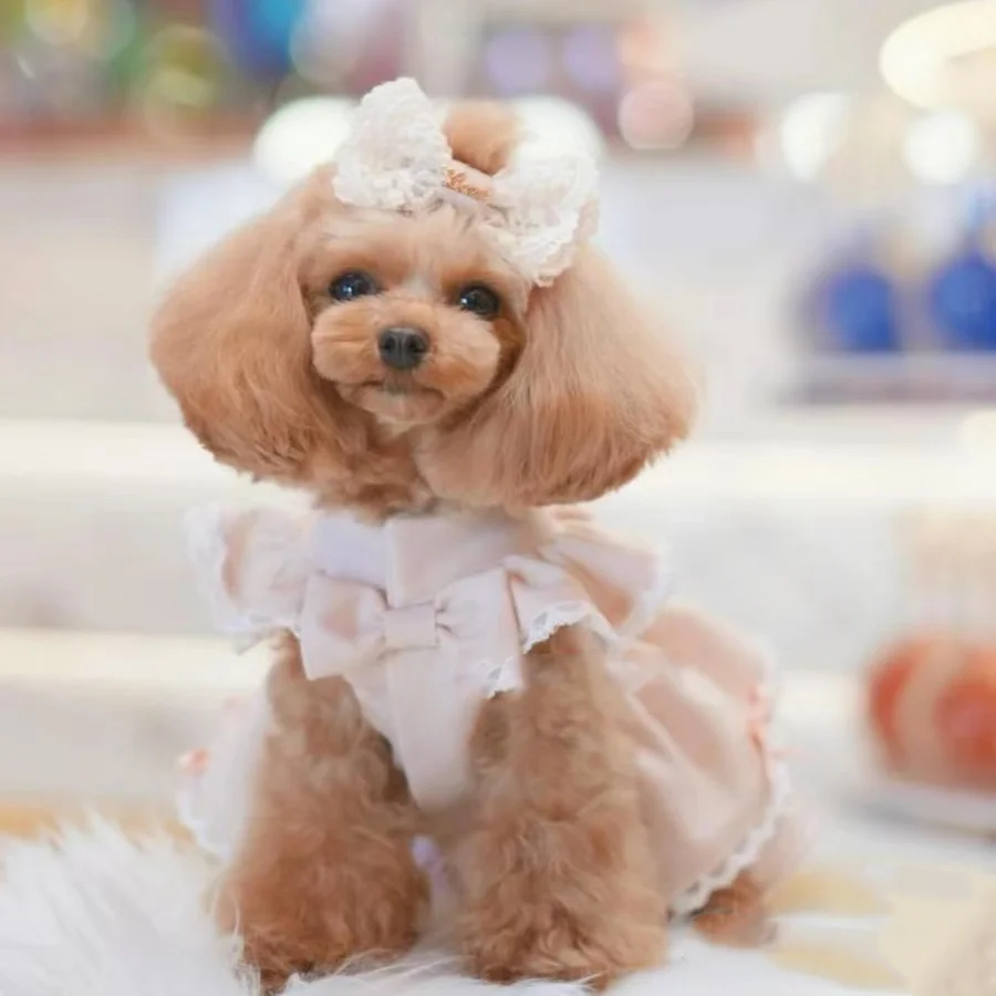 dog princess dress Lolita dog Dress bowknot Fashion Clothing for small dog Cute Chihuahua Girl Mascotas