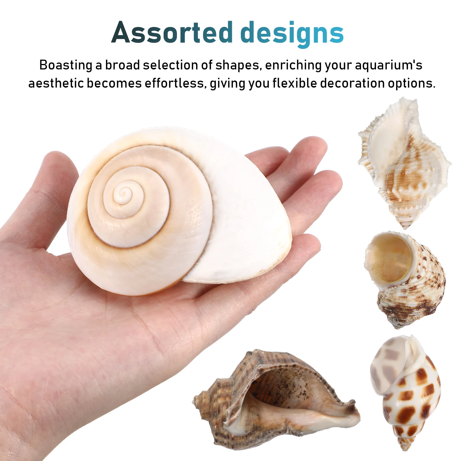 

6Pcs Large Hermit Crab Shells Conch Habitat Aquarium Ornaments Authentic Marine Charm Fish Tank Decoration Conch Habitat