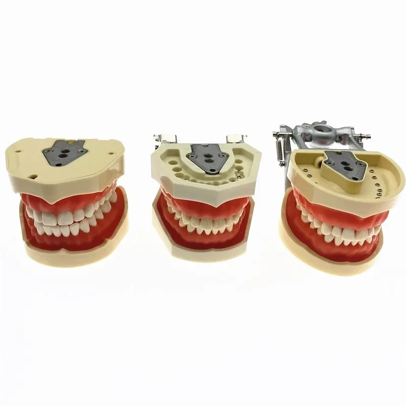 Dental Teaching Model simulation tooth Model Dental phantom head teeth model With Screw Fixed Teeth