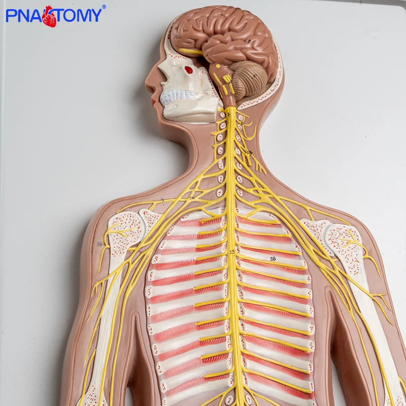 

Nervous System Central Nervous System Cerebrospinal System Anatomy Central Nervous Brain and Spinal Cord
