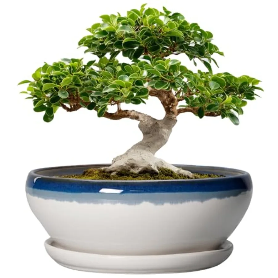 

Bonsai Tree Pots - 12 Inch Ceramic Succulent Planters Large Bonsai Pot with Drainage Hole and Tray Shallow Planter Indoor Outdo