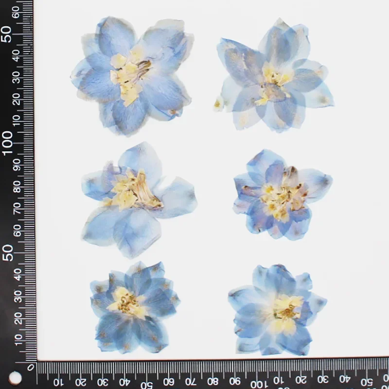 5~7CM/12PCS Real Natural Dried Pressed Delphinium Ajacis Flowers Heads In Blue For DIY Craft Resin Jewellery,Candle Making