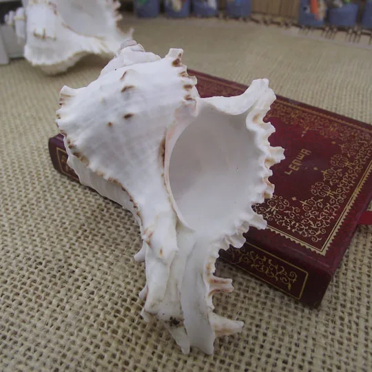 Natural Chiton (Chitonidae) & Daisy Conch Shells for Aquarium & Wedding Decor, 8cm Small Thousand-Armed Conch, Ideal for Potted