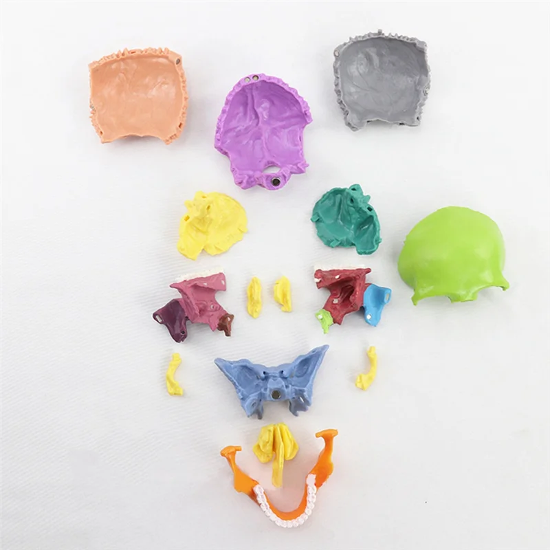 

Education Skull Model 1:2 For Student Teaching Study Assembling Model Durable Multicolor