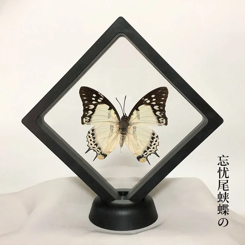 Real butterfly specimen transparent box handicraft birthday gift photography props teaching handicraft home decor