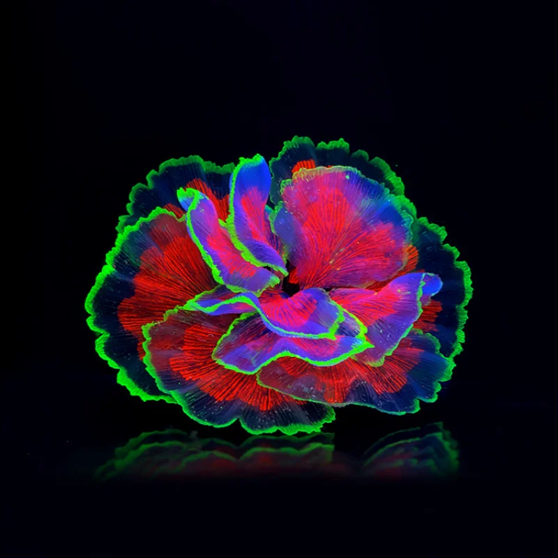 Fluorescent Aquarium Decor Fish Tank Landscaping Coral Simulation Lettuce Coral Ornaments Small Underwater World Landscape Decor