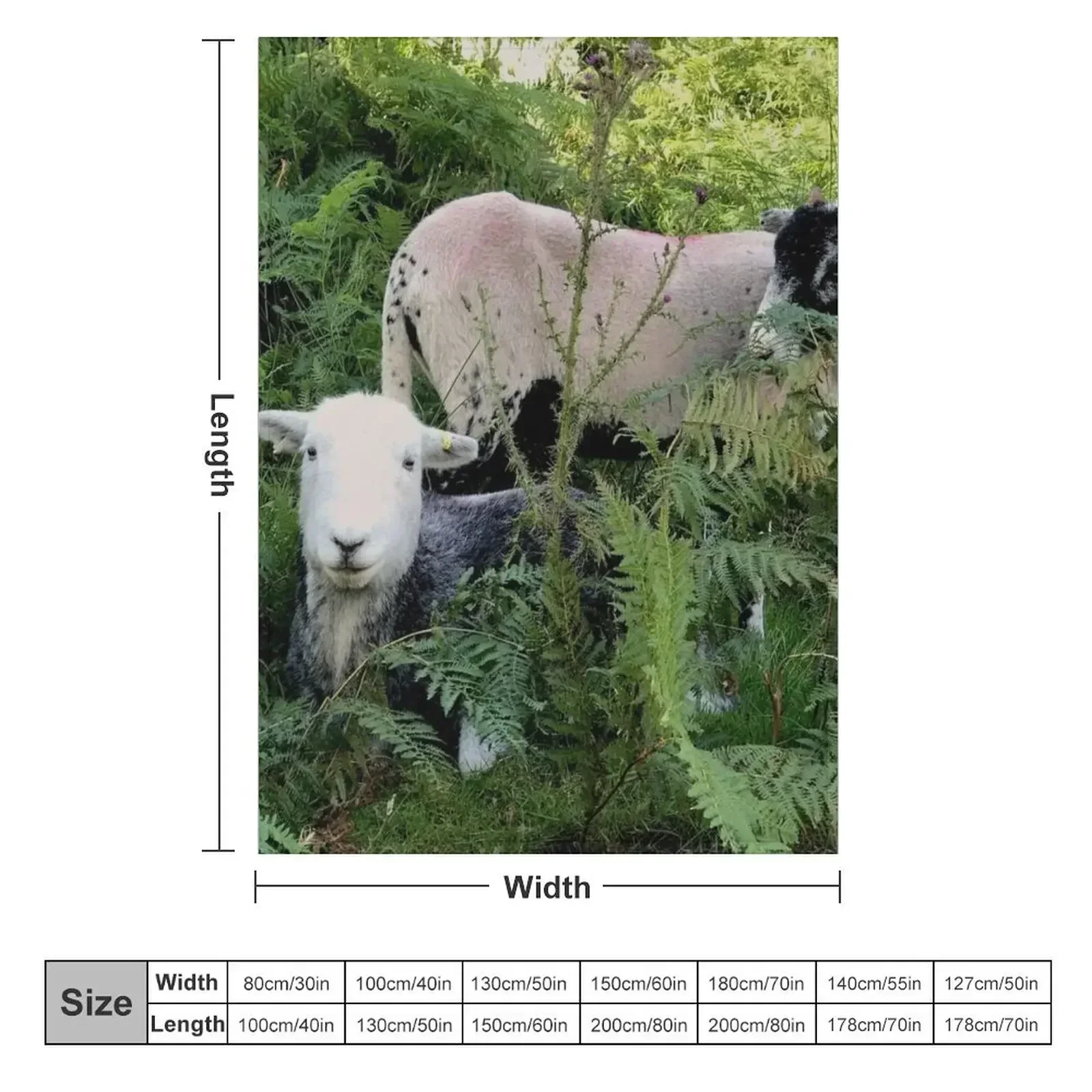 Lake District herdy sheep in laying in ferns Throw Blanket christmas gifts blankets ands for babies Loose Stuffeds Hair Blankets