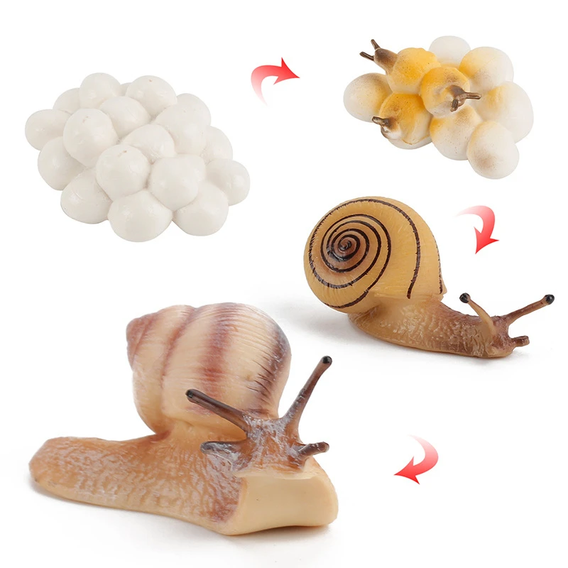 Snail Toy Growth Cycle Action Figure Animal Model Life Cycle Collectible Figurines Educational Toys Plastic Children Animals Set