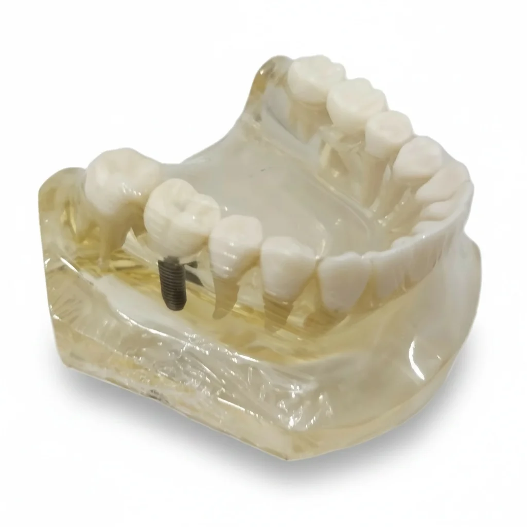 Mandibular Jaw Model, High-quality Resin Bionic Simulated Teeth Model, 8.5 x 8.5 x 4.7 cm Teaching Resource for Study