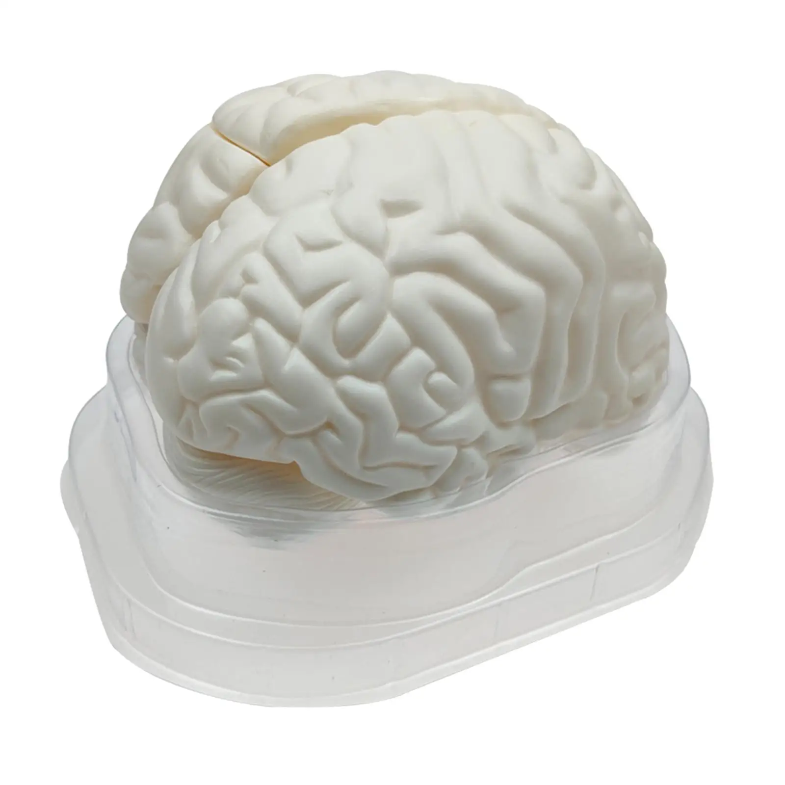 Human Brain Model Brain Anatomy Science Teaching Model School Lab Learning