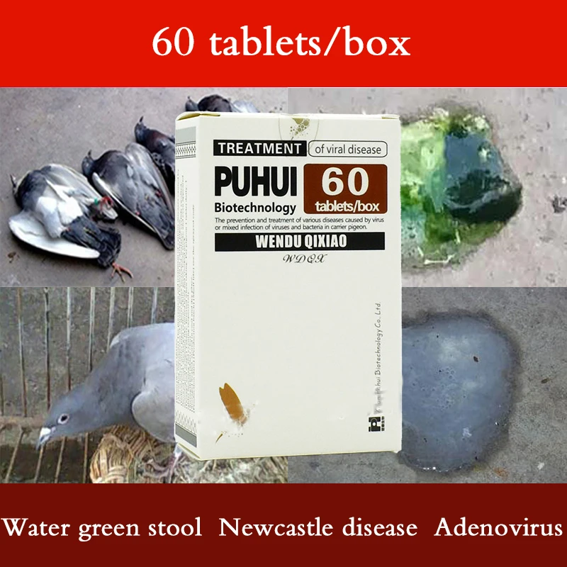 Homing Pigeon Racing Pigeon Pigeon Potion Green Stool Newcastle Disease Adenovirus Swiping Common Symptoms of Crooked Head