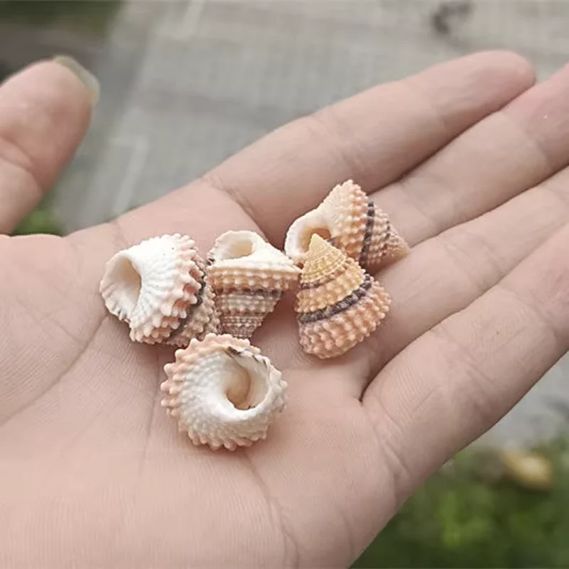 Natural Conch Hermit Crab Shell Replacement Cake Tower Conch Landscape Decoration Collection Seashells Ocean Decor