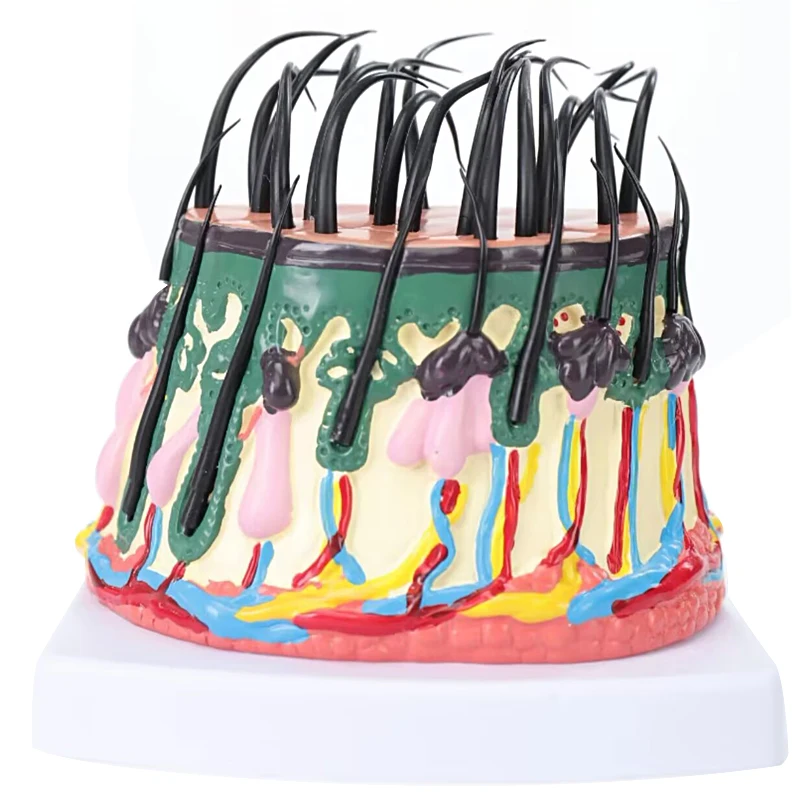 

Hair growth process Hair follicles amplification Human skin anatomyTeaching demonstration model