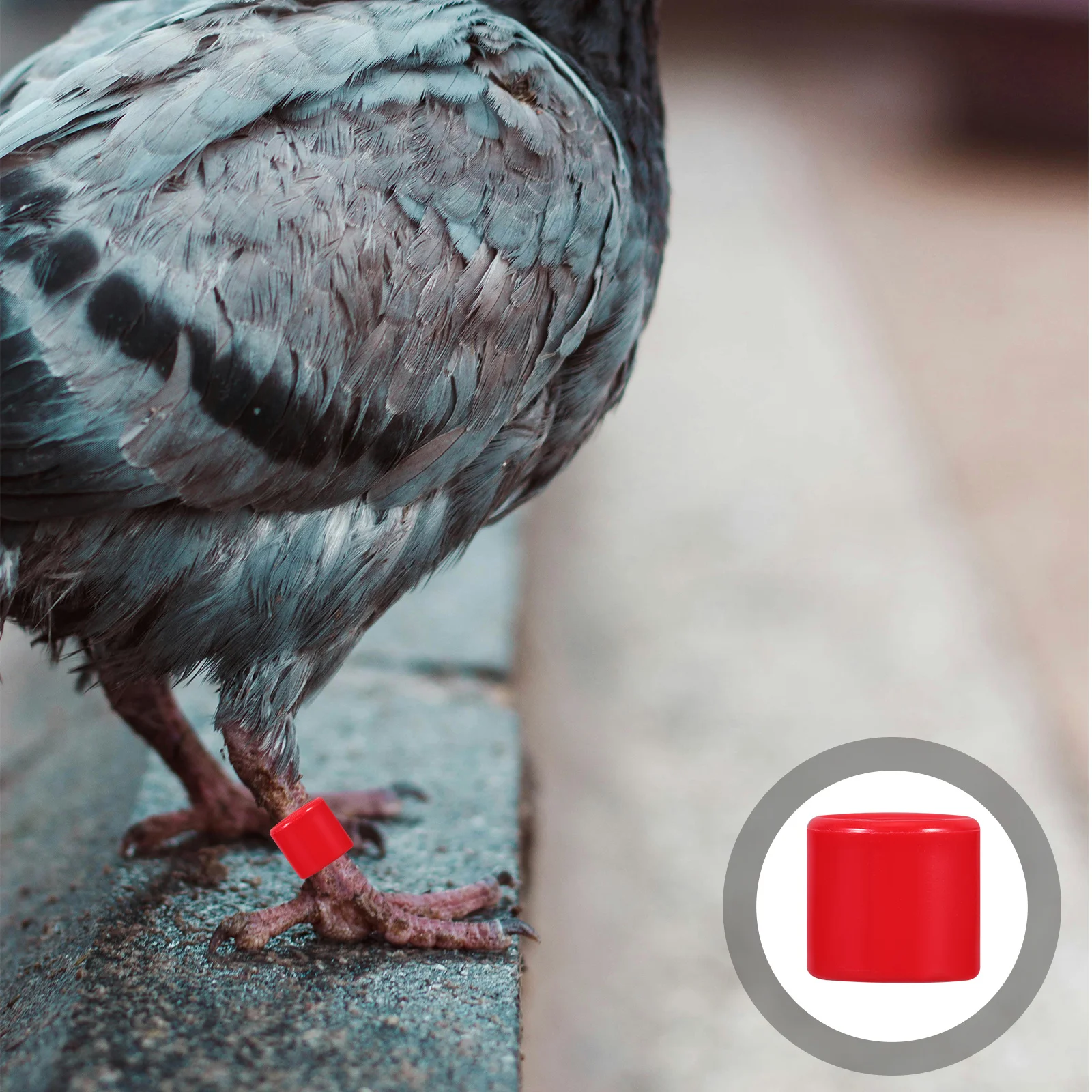 

50pcs 8Mm Closed Pigeon Leg Bands Blank Bird Identification Rings Solid Color Lightweight For Quail Dove Chick Training Pet