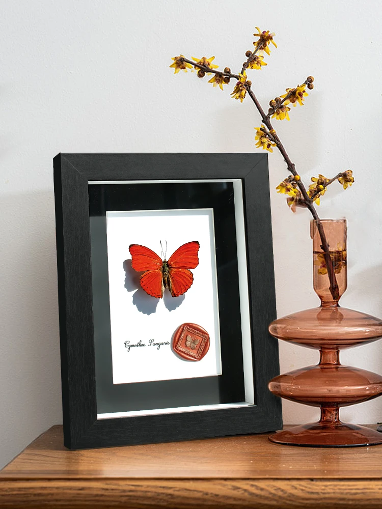 Blood Nymph Butterfly Rare Butterfly Mini Specimen Ornament Specimen Decoration Hanging Painting for Girlfriend's High-value