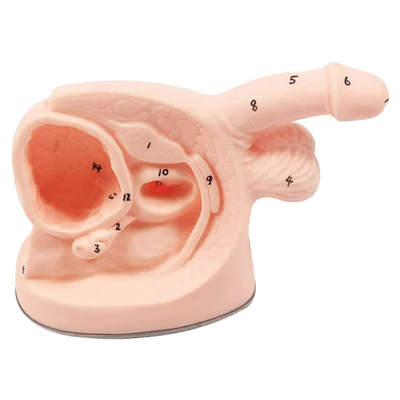 

Female / Male Internal and External Urinary Catheterization Model Anatomy Urinary Catheterization Intubation Mold