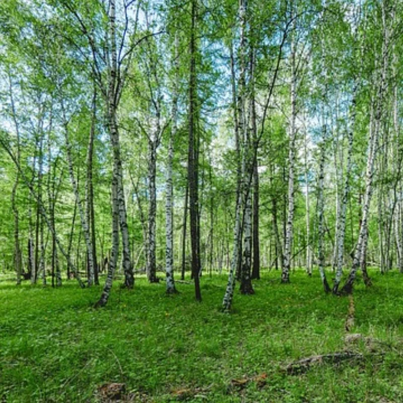 

4 шт., 86 мм, 12 мм, шестигранная ступица, RC шины, колеса для 1/12 1/14 Rlaarlo Hyper GO MJX 14209 14303 WLtoys A969 144001 124008 Scy 16101 RC Car