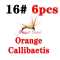 Callibeatis orange