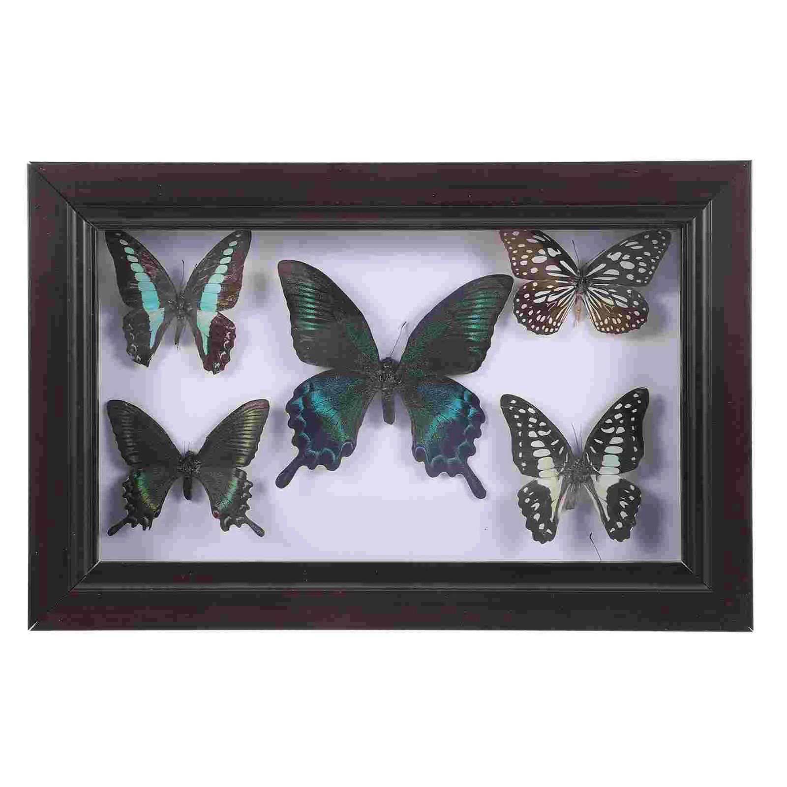 

Specimen Craft Wall Decor Ornament Frame Wall Hanging Decor Framed Butterfly Wall Hanging Specimen butterfly specimen wall