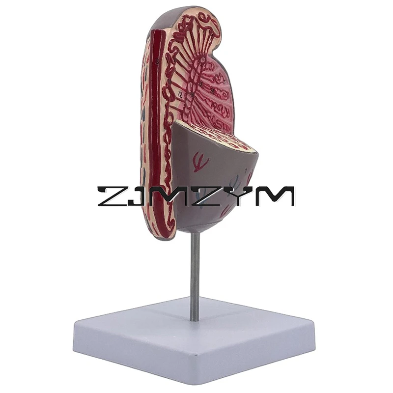 1Pc Male Reproductive System Anatomical Model of Testicular Structure Medical Teaching Tools