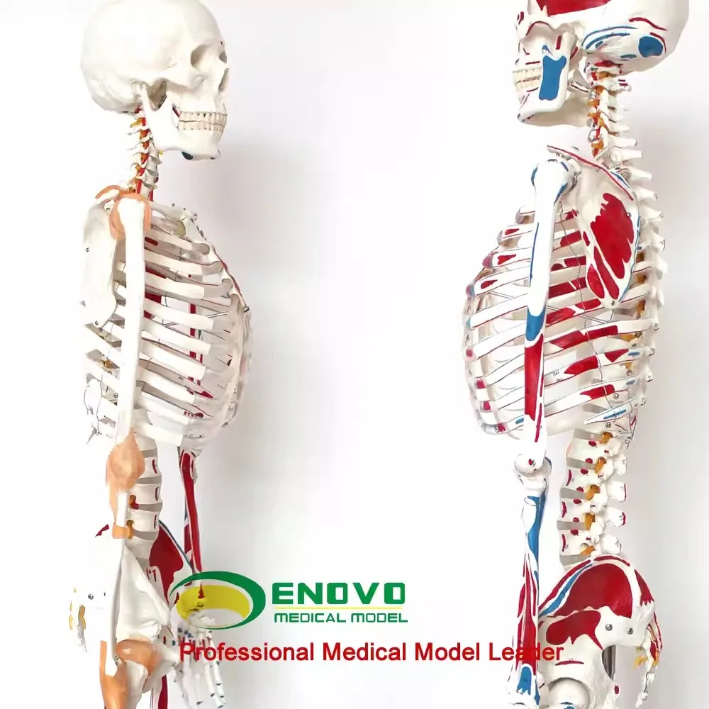 ENOVO Medical 170cm Human.