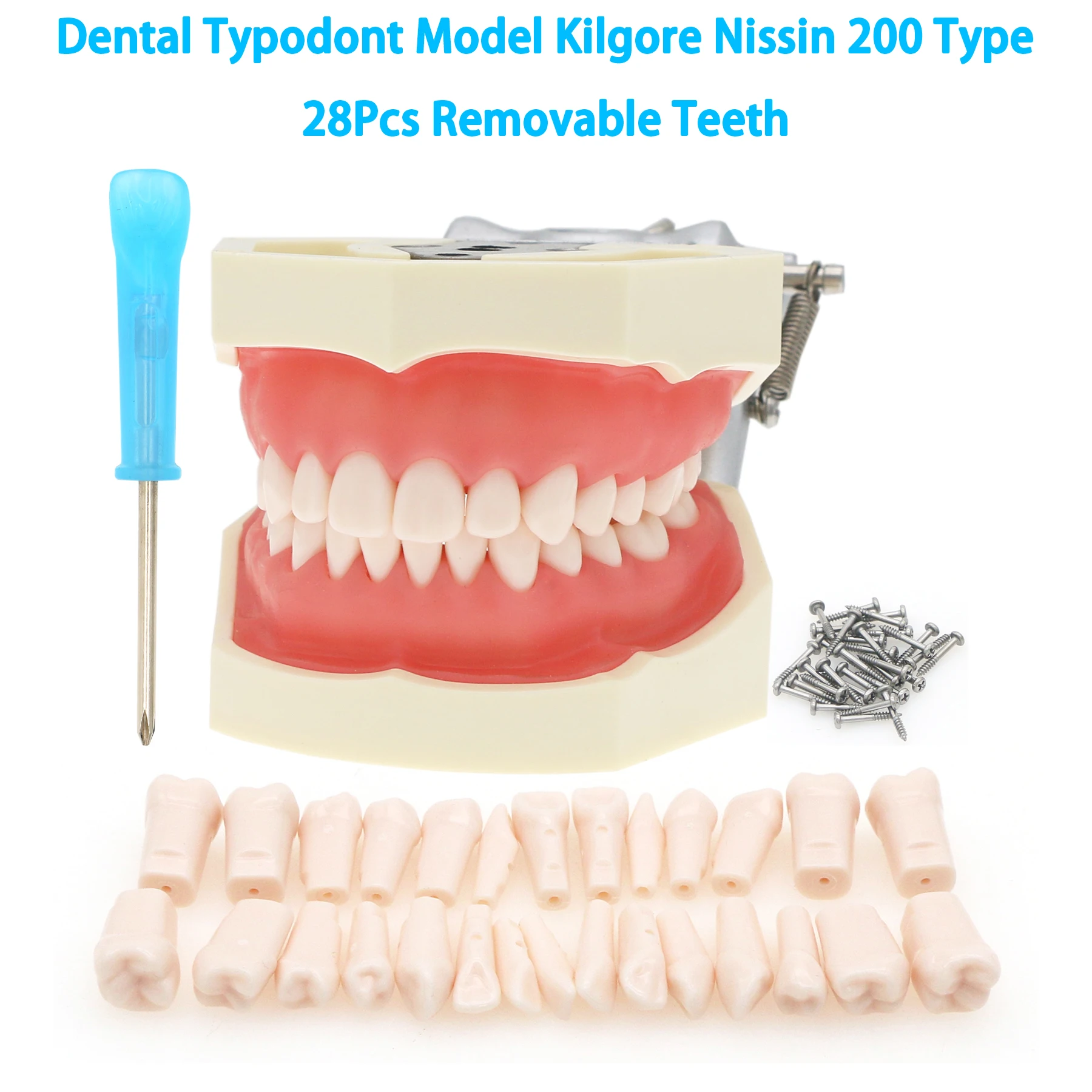 

Kilgore Nissin 200 Тип Стоматологическая модель Typodont 28 шт. Съемные зубы M8011 M8024 Стоматолог Обучение Демонстрационная модель зубов