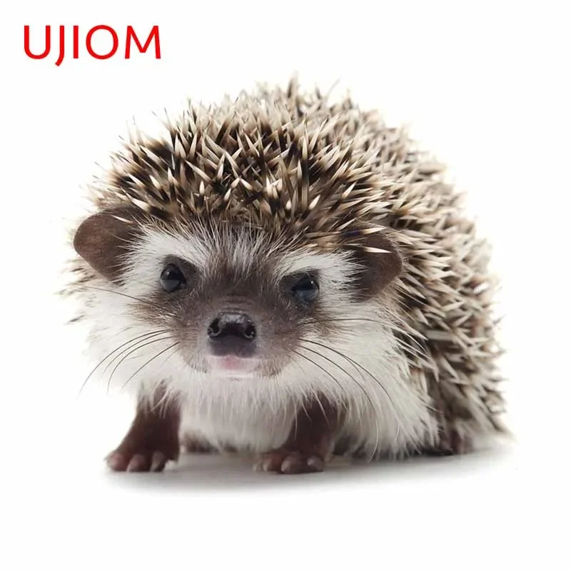 UJIOM 13cm X 11.8cm Vivid Cartoon Hedgehog 3D Wall Sticker Personality Kids Room Vestibule Decal Room Decoration Accessories
