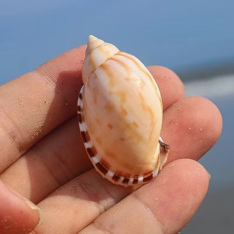 Rare Collection Specimen of Sun Egg Snail, Ladle Snail, Fish Tank, Landscape Decoration, Natural Conch Shell