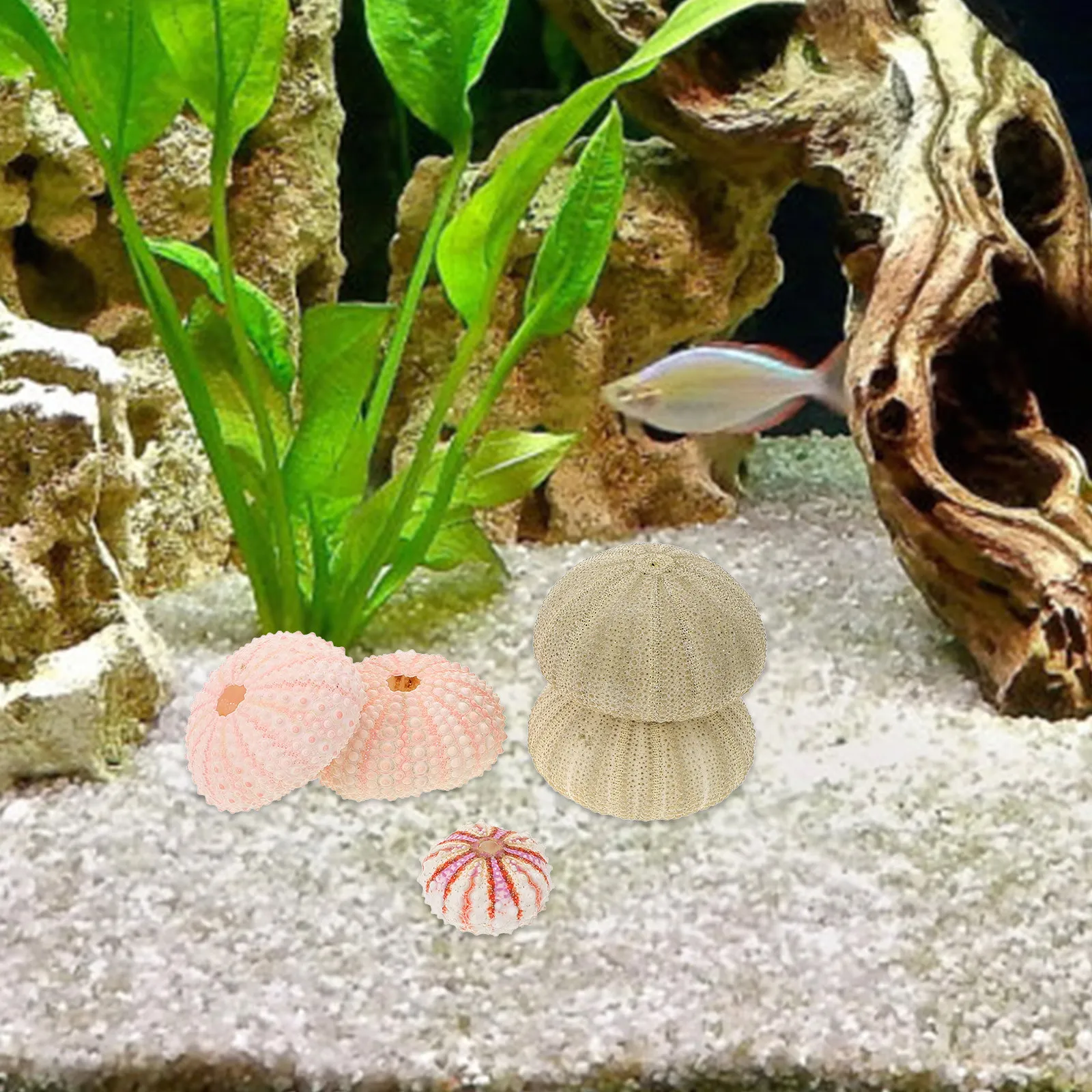 5 Adet Deniz Kestanesi Kabuğu - Aquarium Fish Unique incelemesi ve fiyatı
