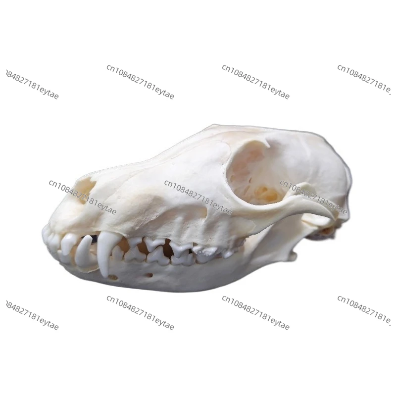 Real Fox Skull Animal Bone Specimen Home Furnishing Decoration Garden Ornament Unique Birthday Gift Present Scientific Sample