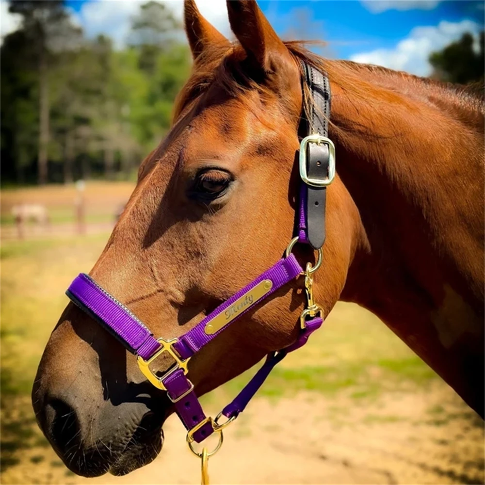 2pcs Personalized Engraved Nameplates for Bridles Custom Jewelry Martingale Plate Stainless Steel Halters and Saddles