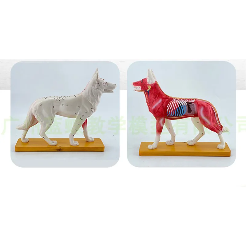 Animal Acupuncture Point Model Animal Anatomy Model Dog Body Anatomy Veterinary Teaching Model