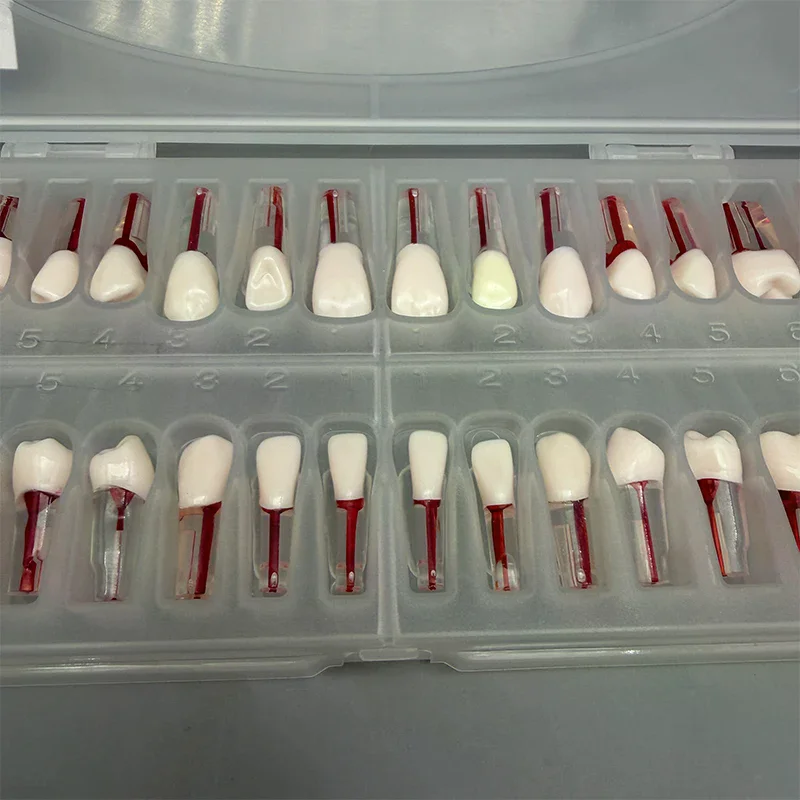 

28 шт./компл., стоматологическая эндодонтическая модель зубов, полный рот, тренировка корневых каналов, учебная модель, эндодонтический блок для зубов, обучение
