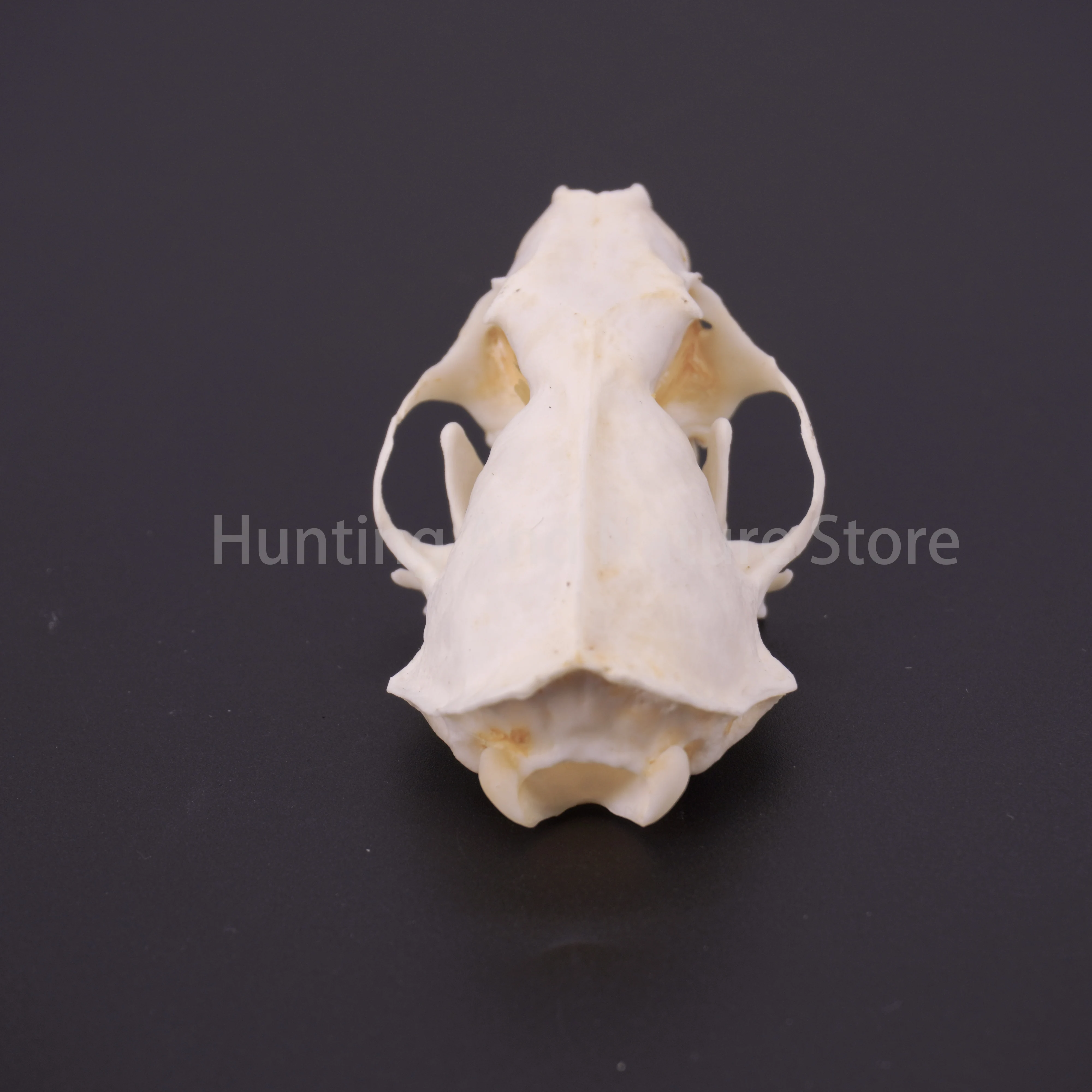 Real Mink Skull For DIY Crafts Halloween Decorations Educational Models Collectibles Real Animal Skeleton Specimens Unique Gifts