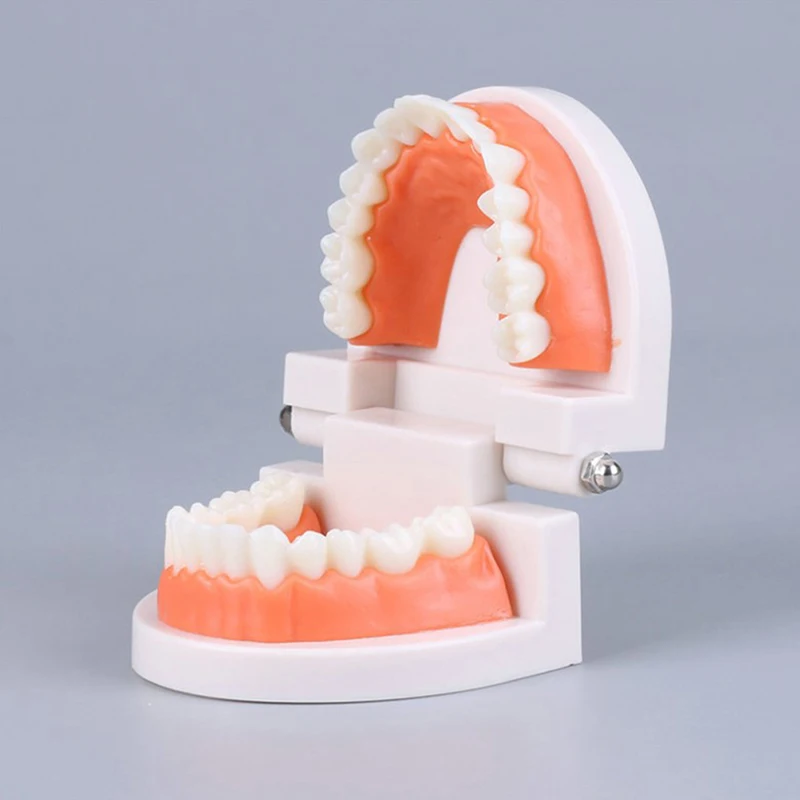 Standard Teeth Model Adult Standard Typodont Demonstration Denture Model Compatible Kids Dental Teachig Clean Display