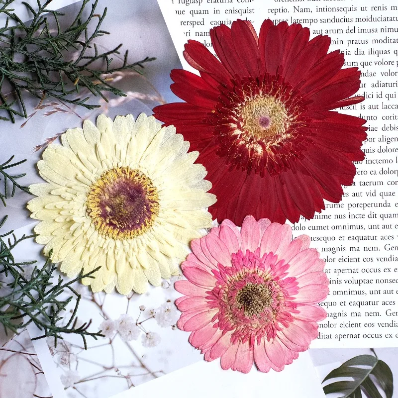 1pcs/7-9cm,Pressed Gerbera Dried Flowers Sunshine Color Dry Flowers DIY Craft Stickers Resin Phone Case Handmade Decor Materials